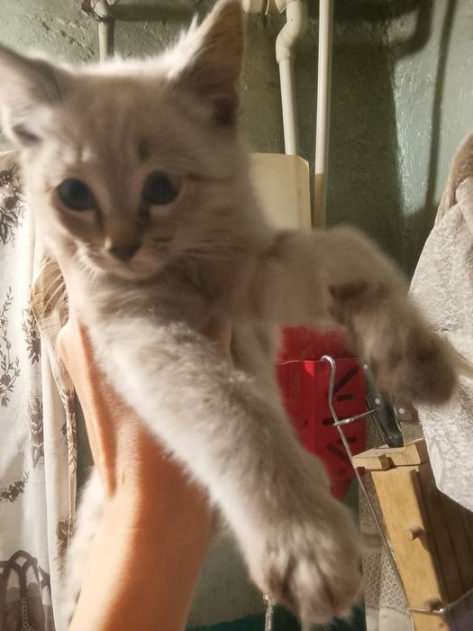 Отдам котёнка мальчик