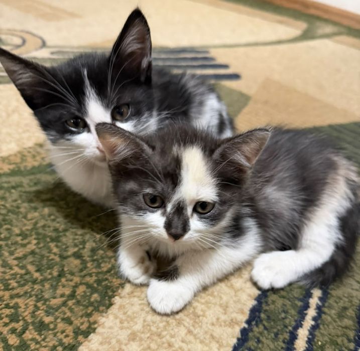 Котята в добрые руки