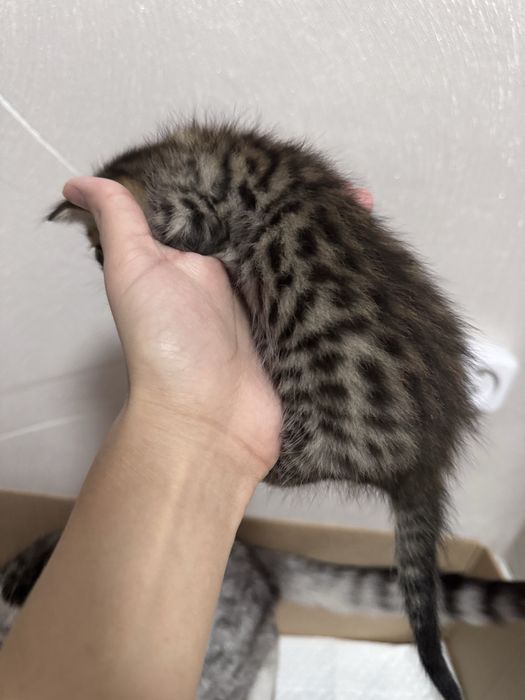 Продаются котята