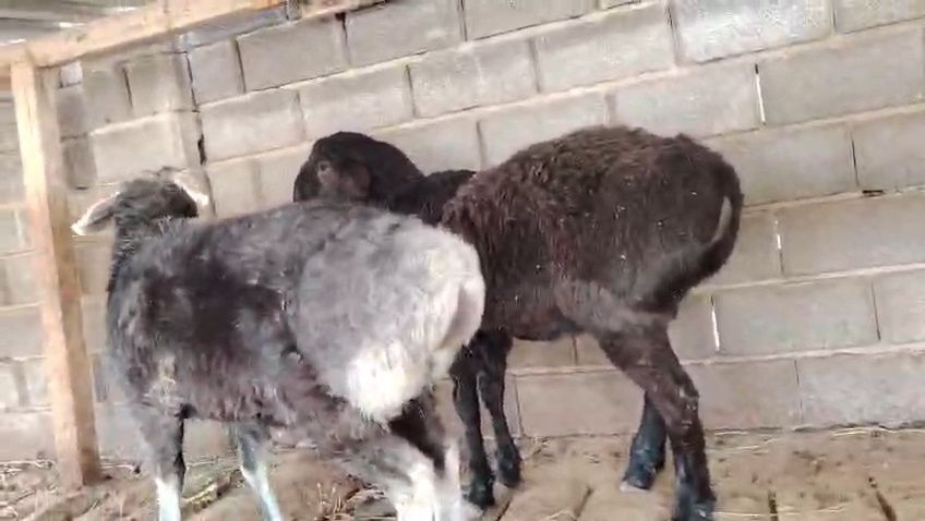 Қошқарлар сатылады