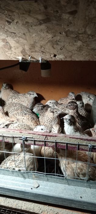 Перепелки по 1000тг реальному клиенту есть уступка