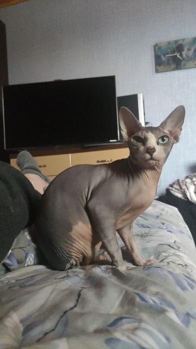 Ищем кота для девочки Канадский сфинкс