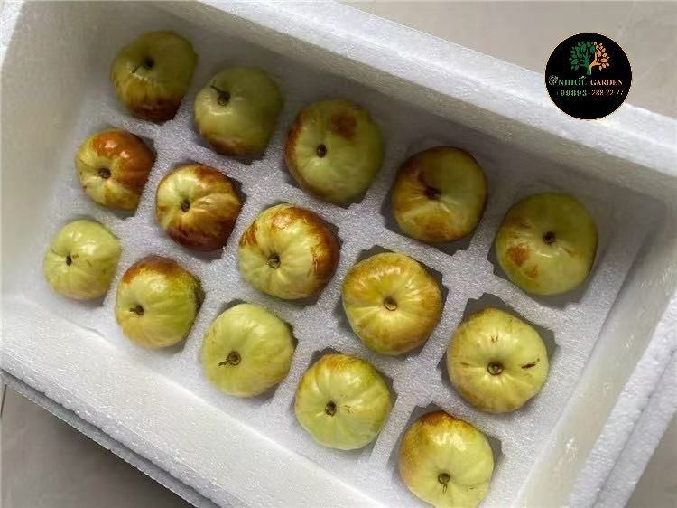 Зизифус жийда привитий