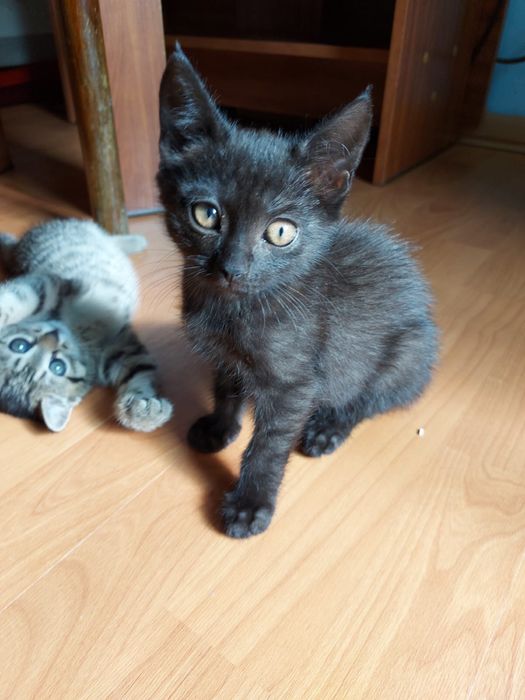Отдам котят в добрые руки