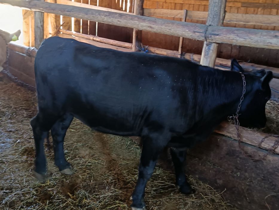 De Vinzare junică gestantă angus