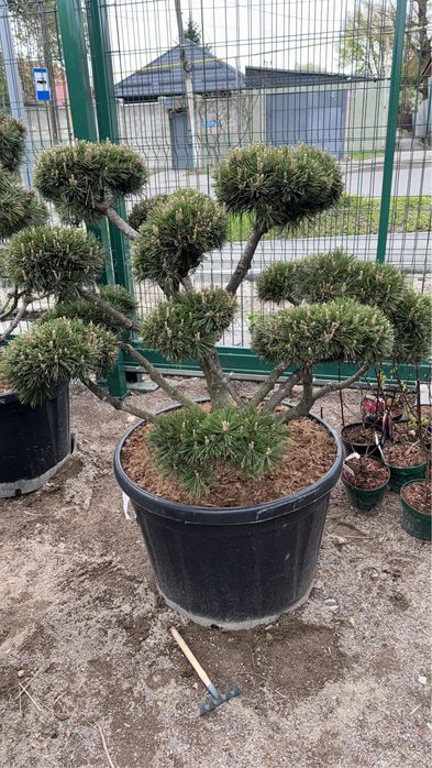 Услуги садовника в Алматы