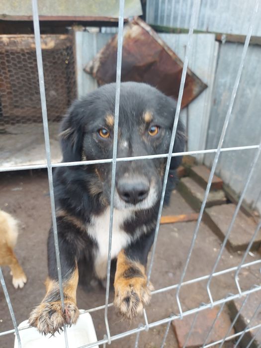 Donez catei - gratuit