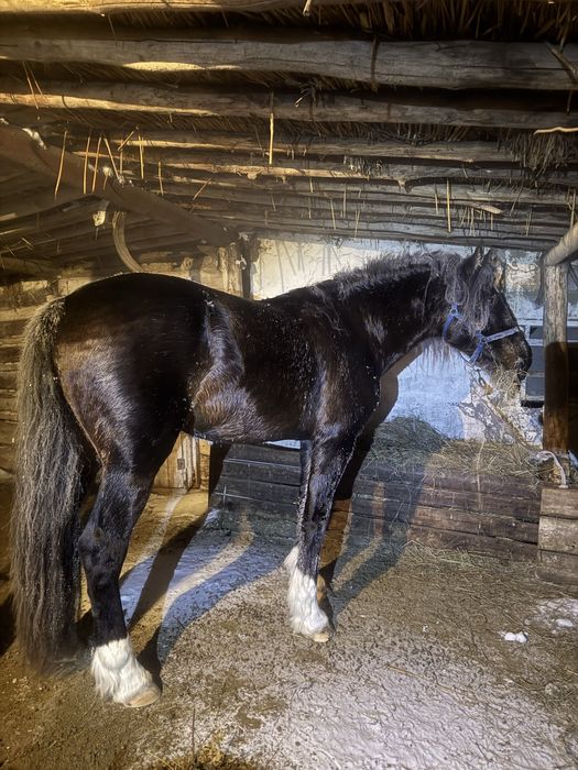 Продам айгыр жеребец