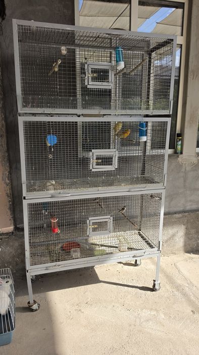 Попугай певчий кафаси билан