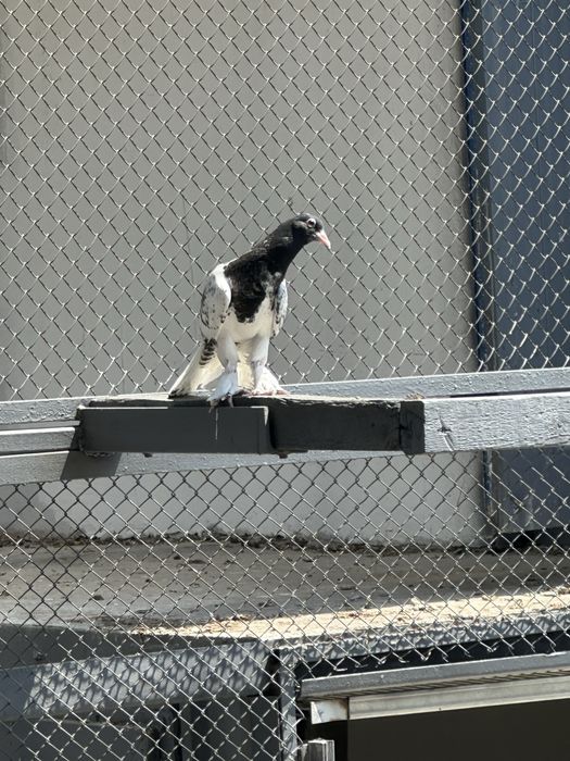 Голуби широкохвостые ,черноголовые