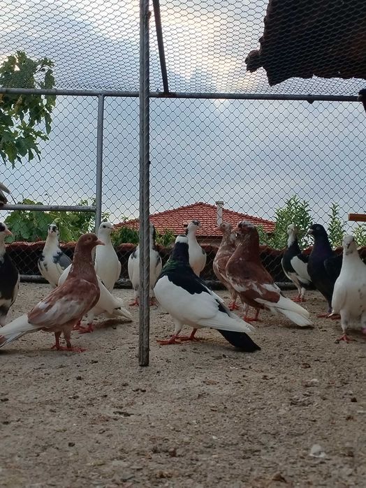 Гълъби Пазарджишки високолетачи Ловени чужди,
