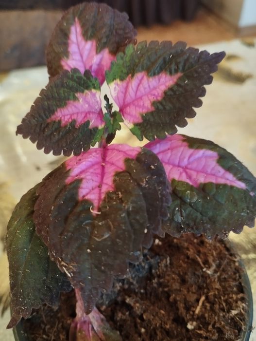 Продам комнатные растения Колеусы