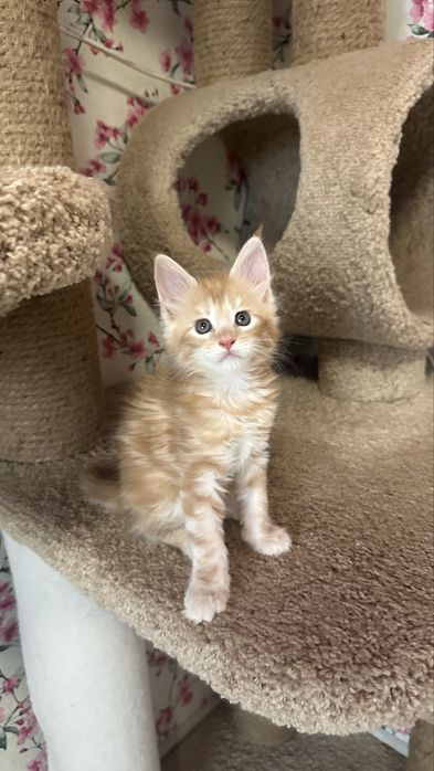 питомник&породистых&котят&