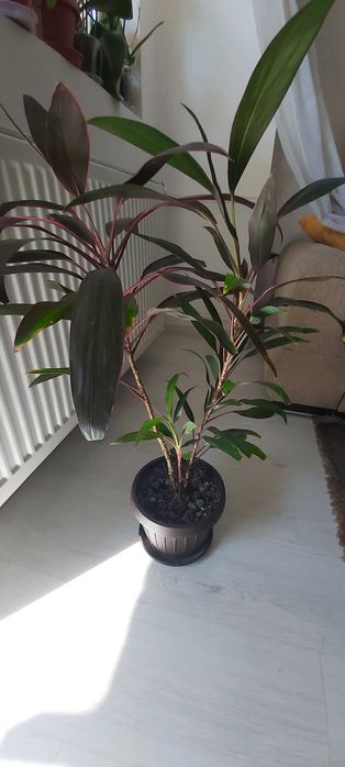 Planta de apartament