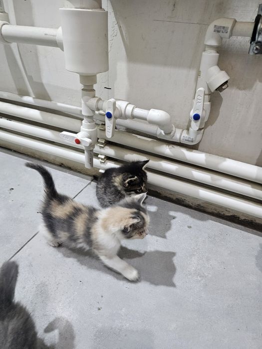 mushuklar 7 dona bolasi tekinga