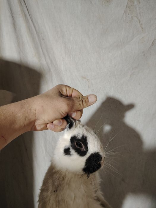 Куёнлар сотилади