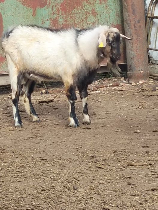 Альпийский козёл