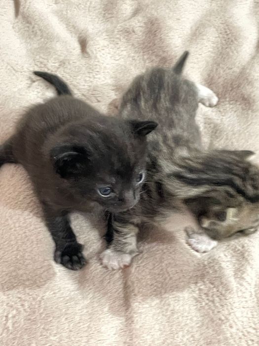 Отдам в добрые руки