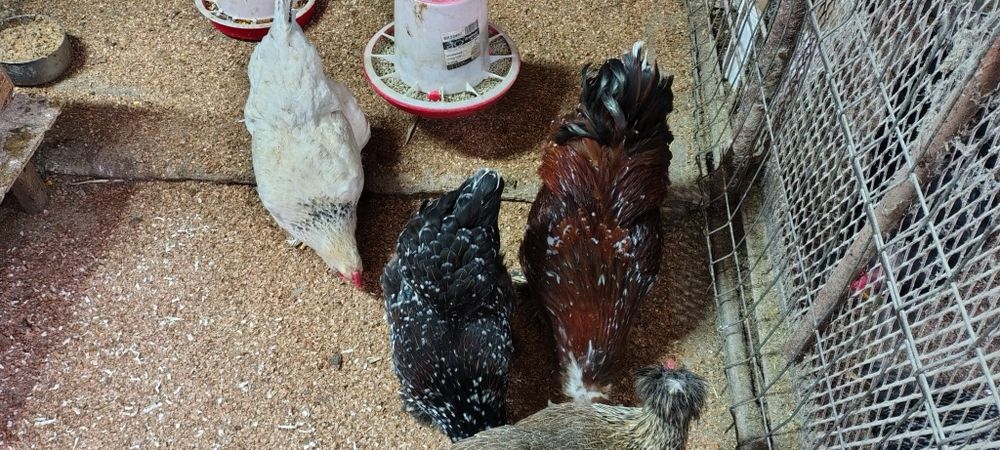 Ouă de incubat de la wyandotte gsg, faverolles somon și moțate