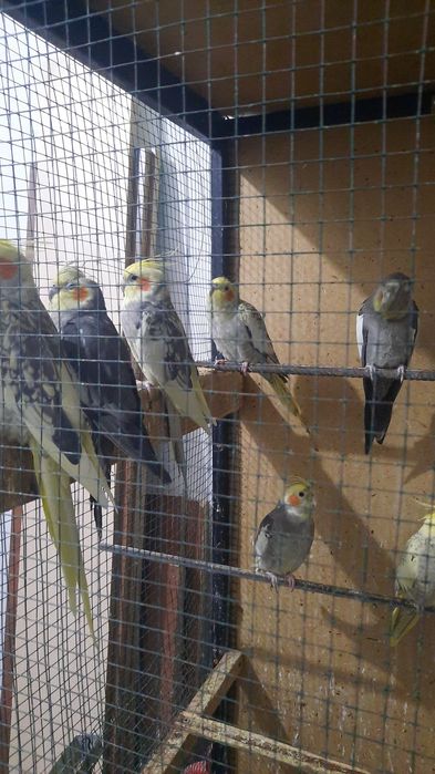 Декоративные птицы