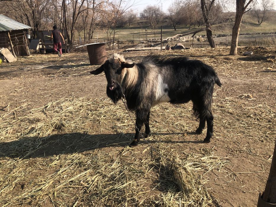 Теке сатылады теке