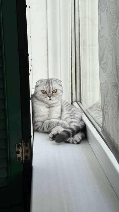 Котята породистые