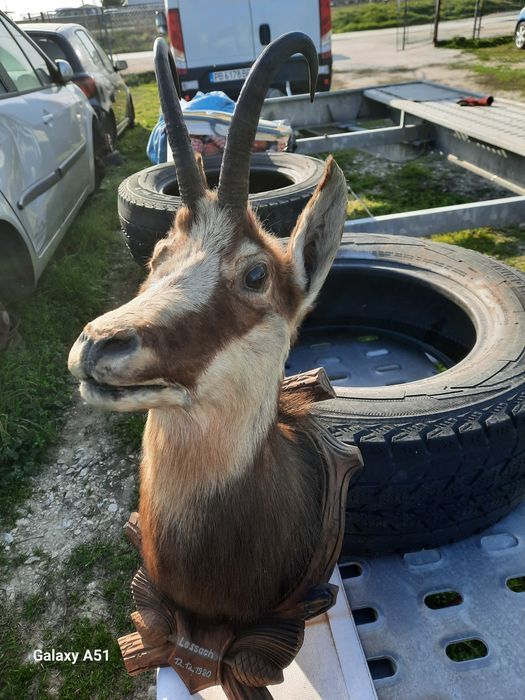 Голям трофей от коза