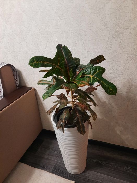 Продам цветок Кротон
