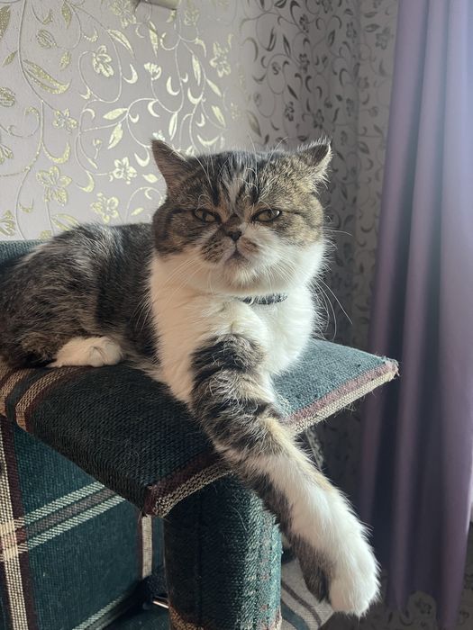 Кошка ищет жениха