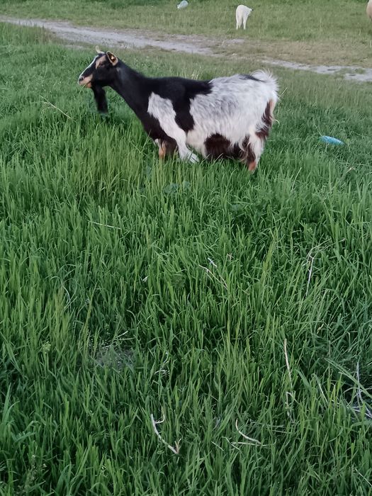Capră bună. de lapte