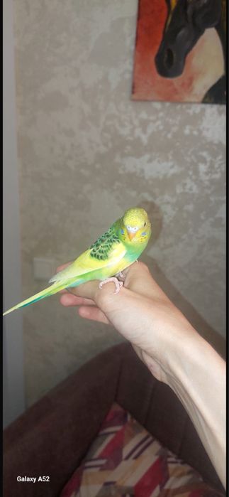 Ручные волнистые попугаи