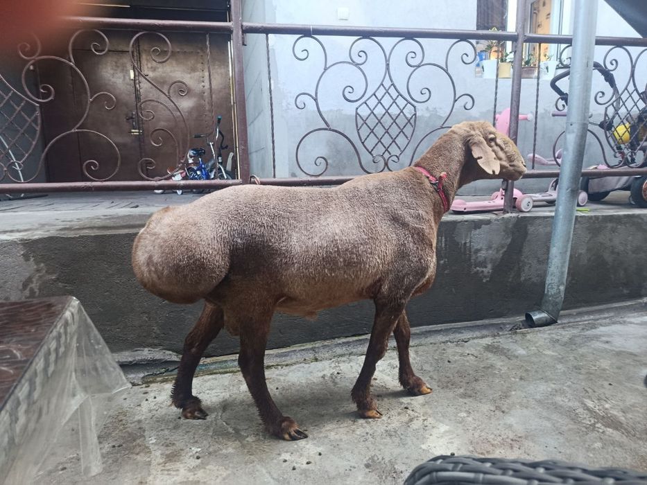 Qoylar sotiladi, chiroyli narxda