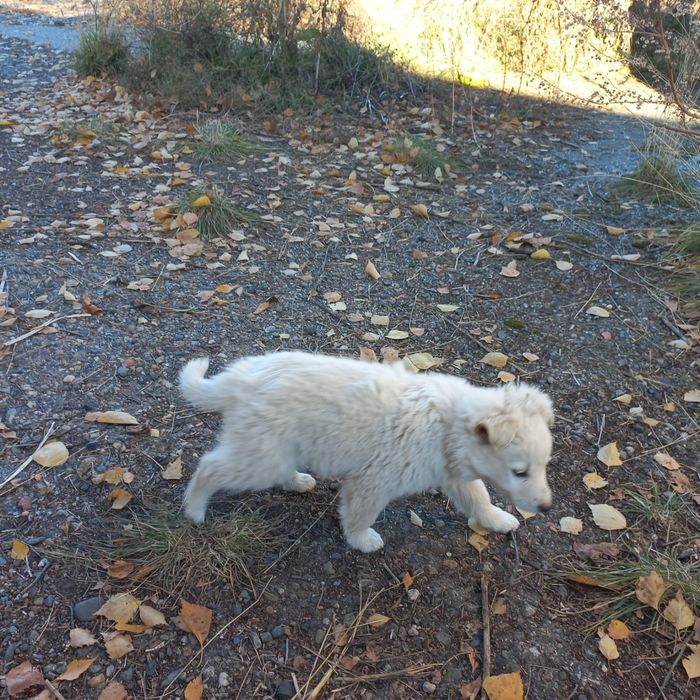 Срочно Срочно Срочно Щенки ищут дом