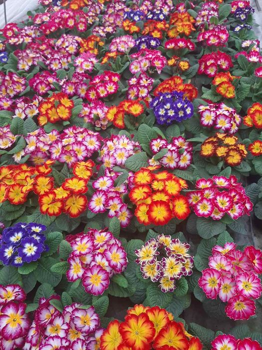 Цветя в саксия за 8-ми март