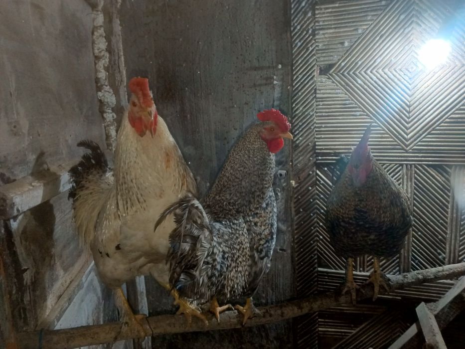 Петухи молодые домашние