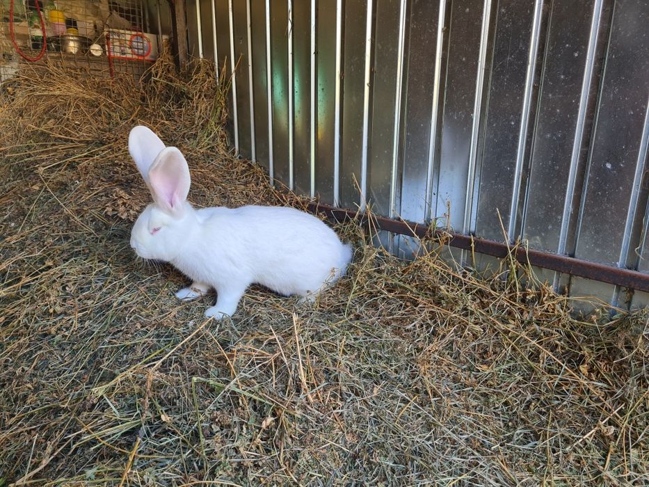 Doua femele iepuri Urias German Alb