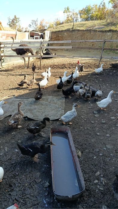 Vând rate si bibilici