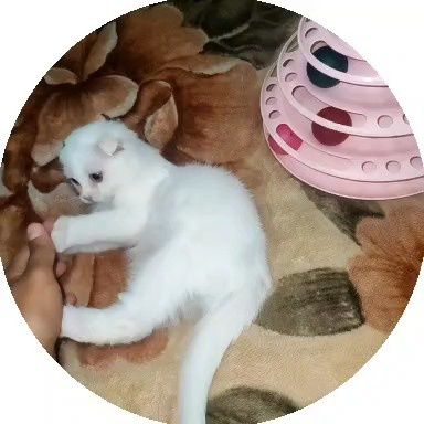 Котёнок по имени Пушок