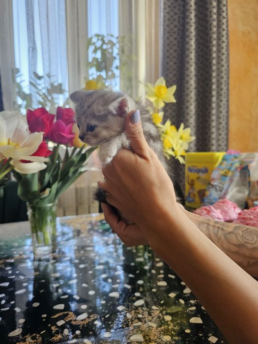 Шотландцы вислоушки.