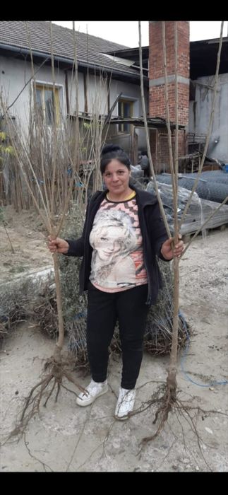 Baloti Rotunzi Lucerna min.40.sau fan.Drept.min.500.Transport>RO UE

B