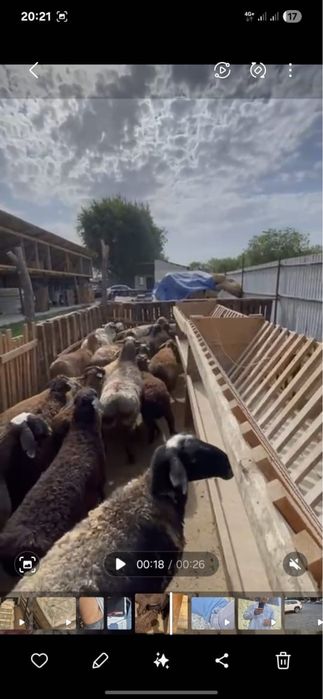 Қой сатылады 65000 нан бастап