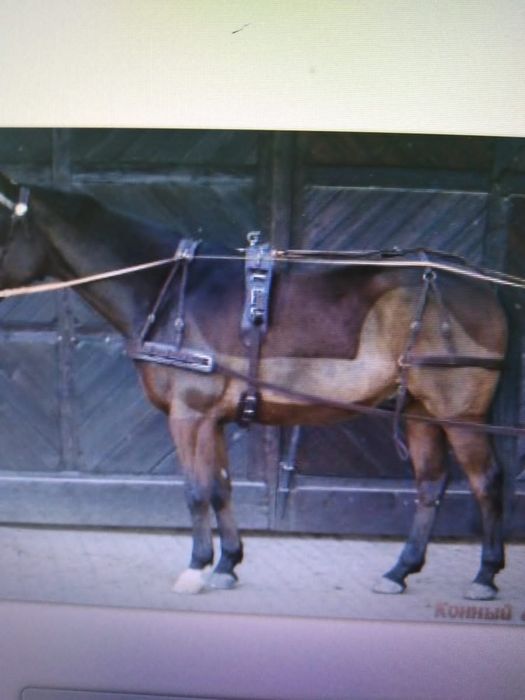 Упряжь парадная для лошади