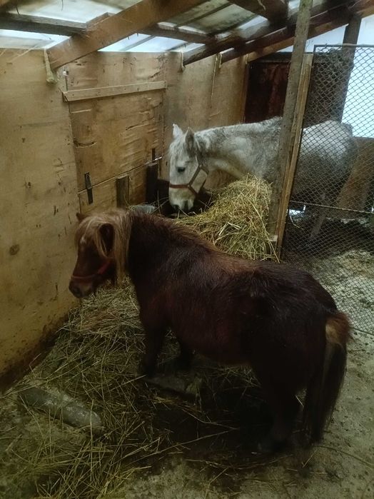 Vând poneita Marița