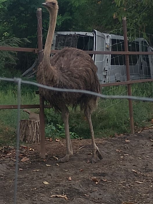 Vând o femela struț matura