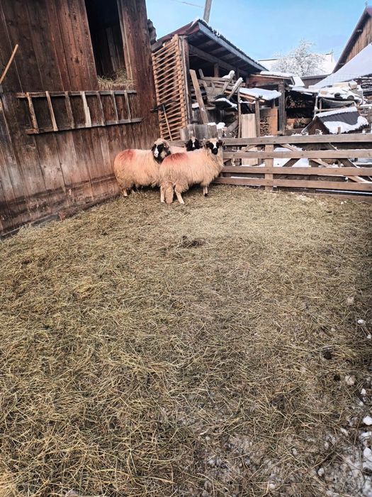 Vand sau schimb berbecut de anul trecut