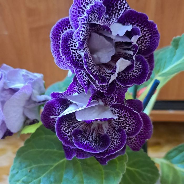 Продам сортовые глоксинии.