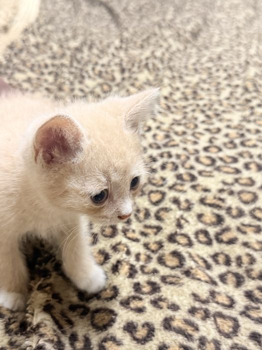 Котята бесплатно