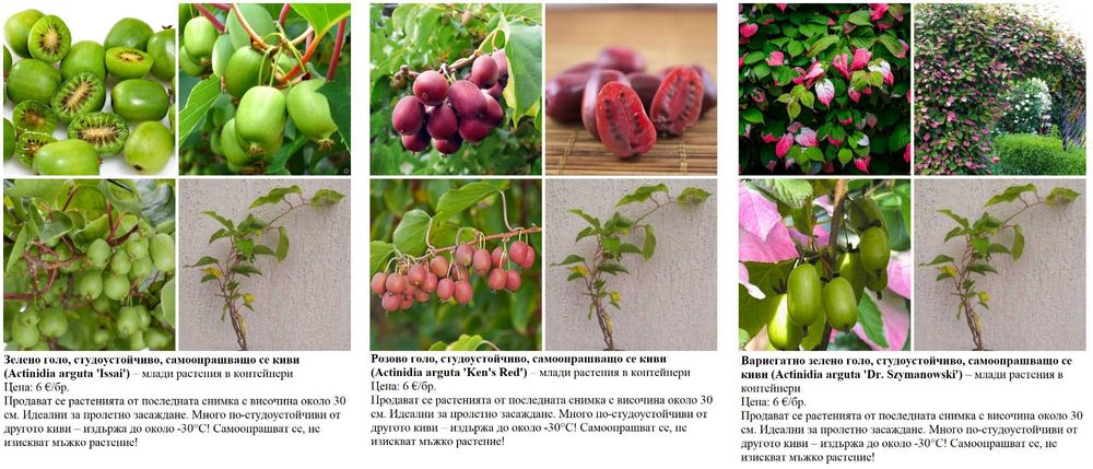 Плодни храсти в контейнери