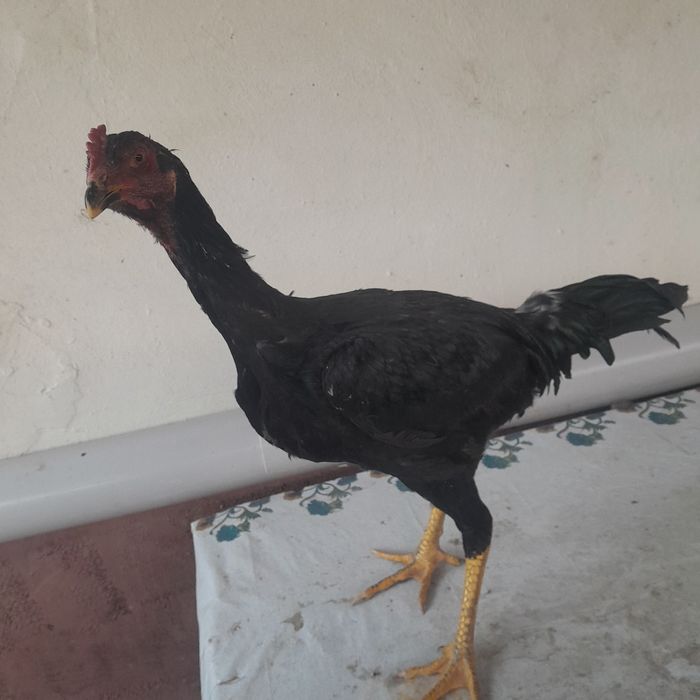 Продам цыплят бойцовский петушки