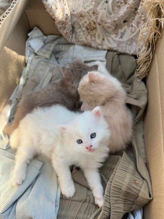 Отдам в добрые руки котят